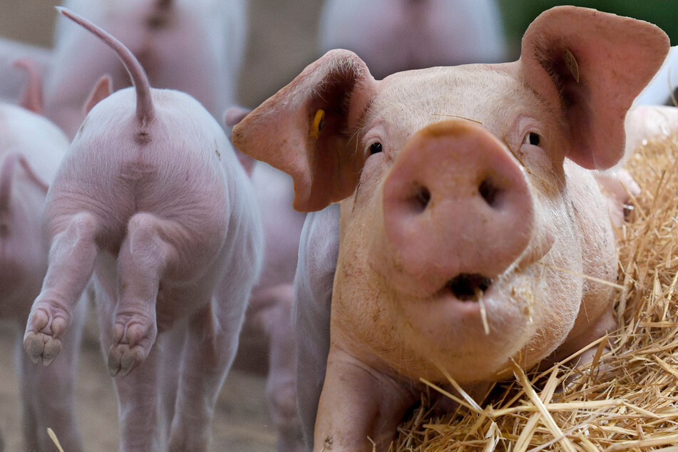 Durchbruch! Forscher können Grunzen von Schweinen übersetzen
