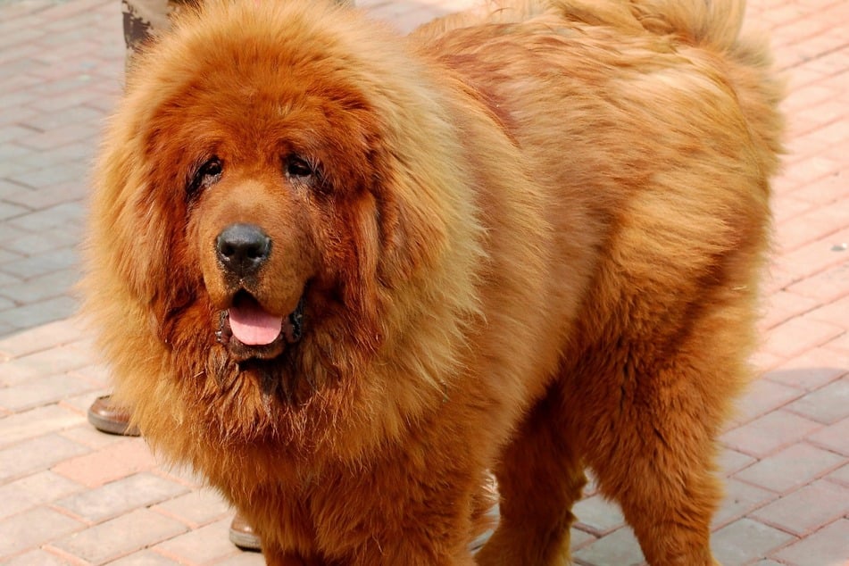 Teuerster Hund der Welt: Tibetan Mastiff kostet 1,5 Millionen Euro