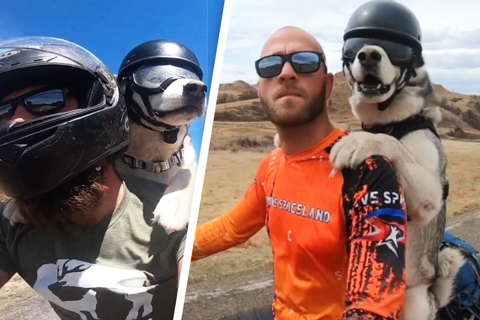 Sox the biker dog hits the road after life-changing accident