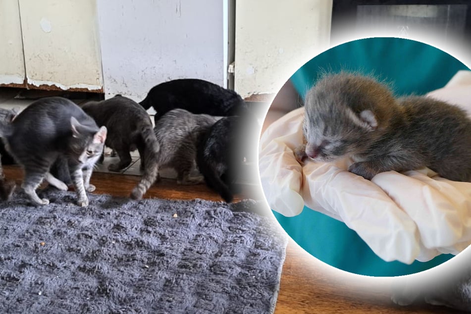 Inzucht fordert grausamen Tribut: 44 Katzen hausen in einer Wohnung