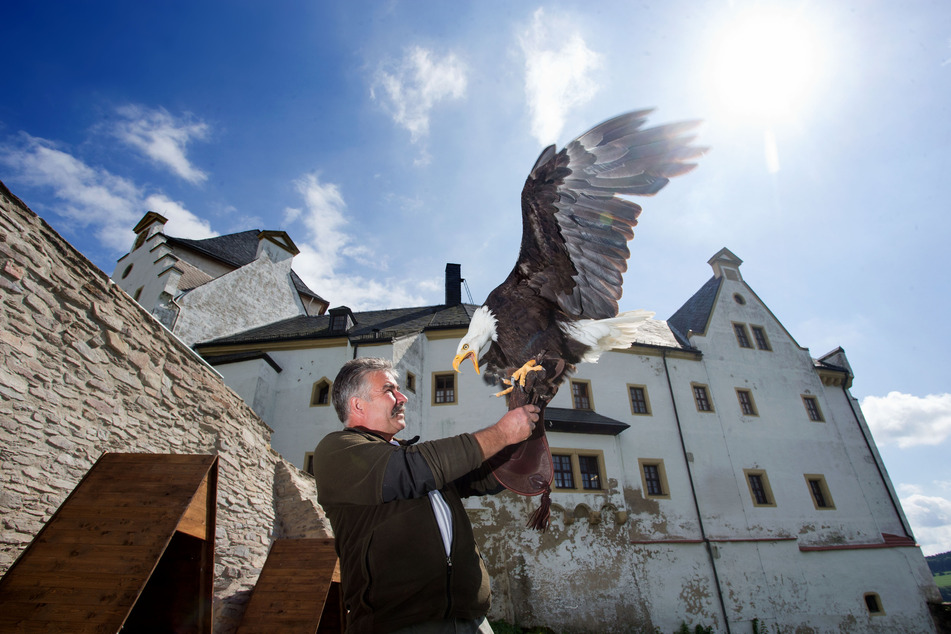 Um 15 Uhr gibt es im Schloss Wolkenstein Flugvorführungen der Falknerei.