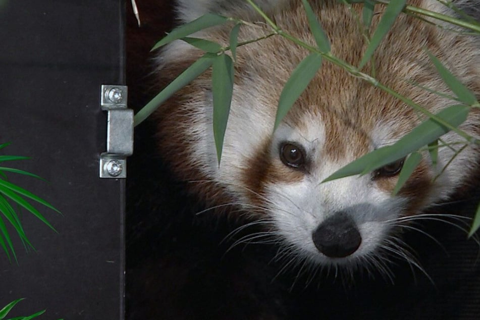 Überraschung bei Pandadame Kamala: "Das hat uns ganz schön auf die Probe gestellt!"