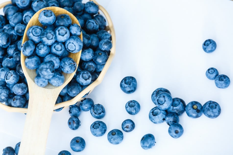 Bestimmte Mengen an Blaubeeren sollten nicht überschritten werden als Hundesnack.