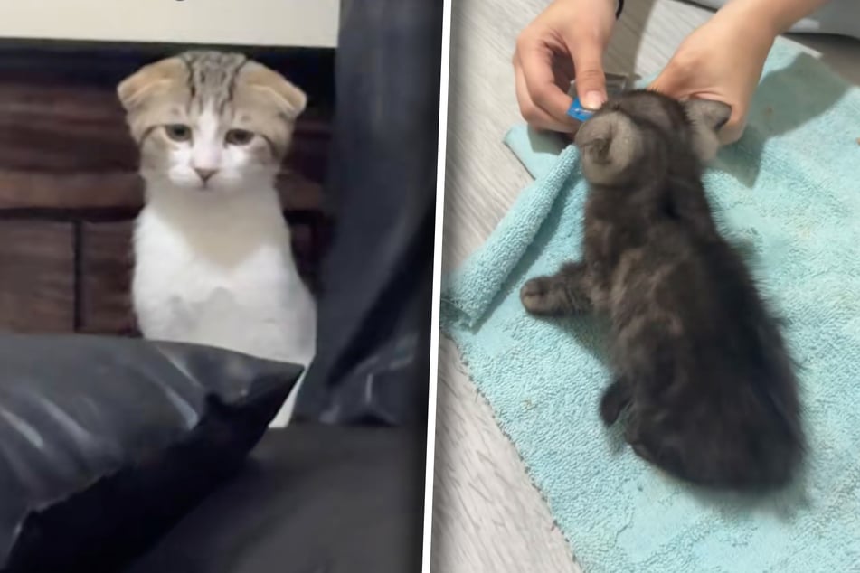 Gato ve a su dueña con el nuevo gatito bebé: su reacción toca el corazón de muchos