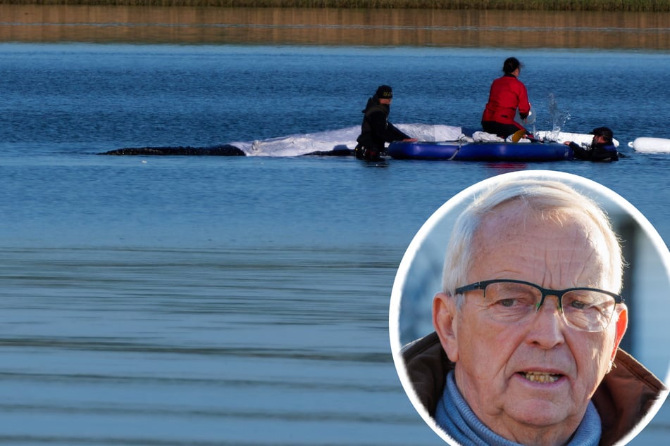 Gestrandeter Buckelwal "Timmy": Minister Backhaus gibt "Go" für Gurte, Rettung geht los!