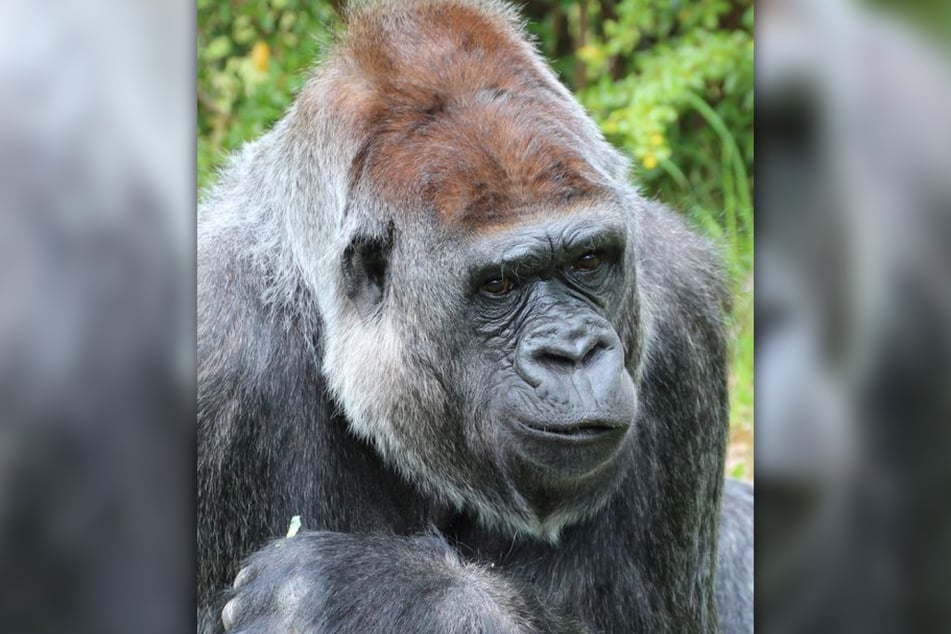 Gorilla-Dame Mpenzi ist nach einer Zahn-OP nicht mehr aus der Narkose erwacht.