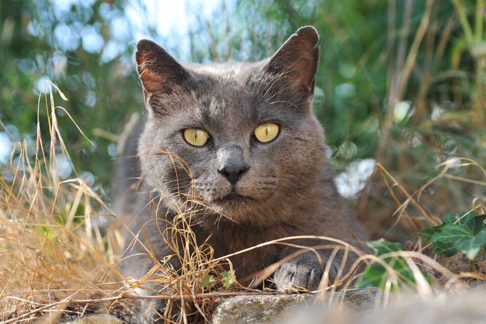 Chartreux cats are big, bulky, strong, and incredibly cute grey cats.