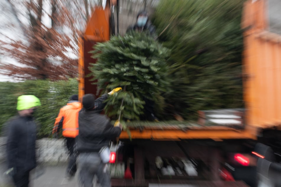 Vielerorts sammeln die AWB-Betriebe die auf die Straße gelegten Weihnachtsbäume ein und verarbeitet sie weiter.