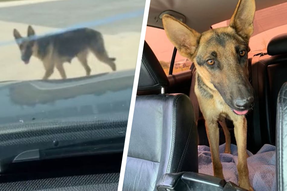 A dog in Texas led her rescuer on an emotional search to find her missing puppies after they had wound up separated on the streets.
