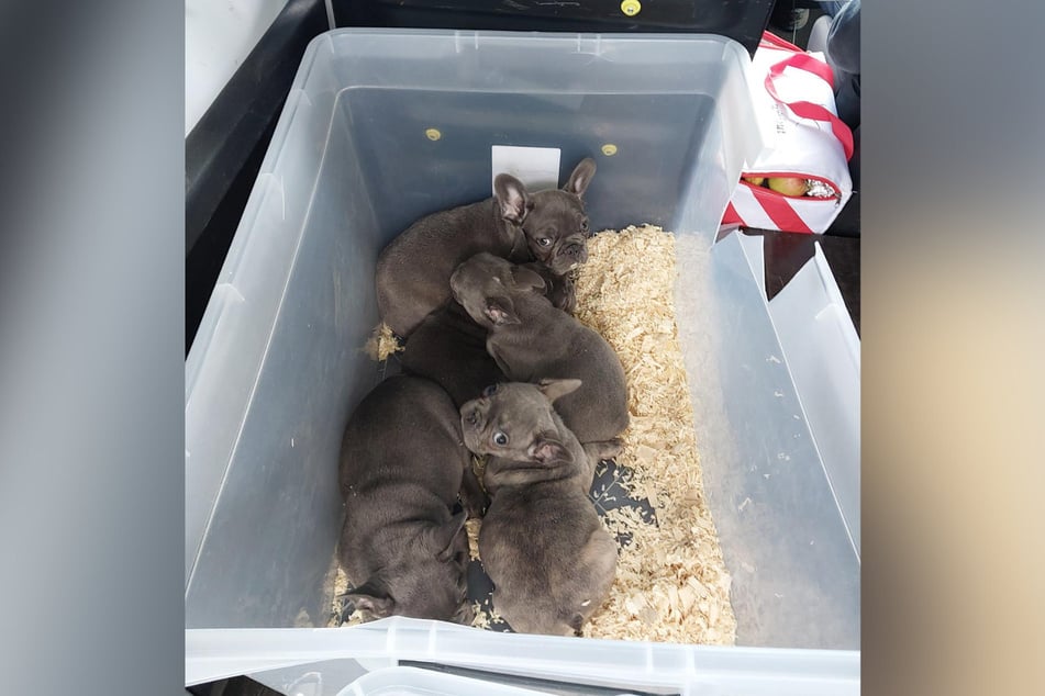 Die Jungtiere kamen in Quarantäne.