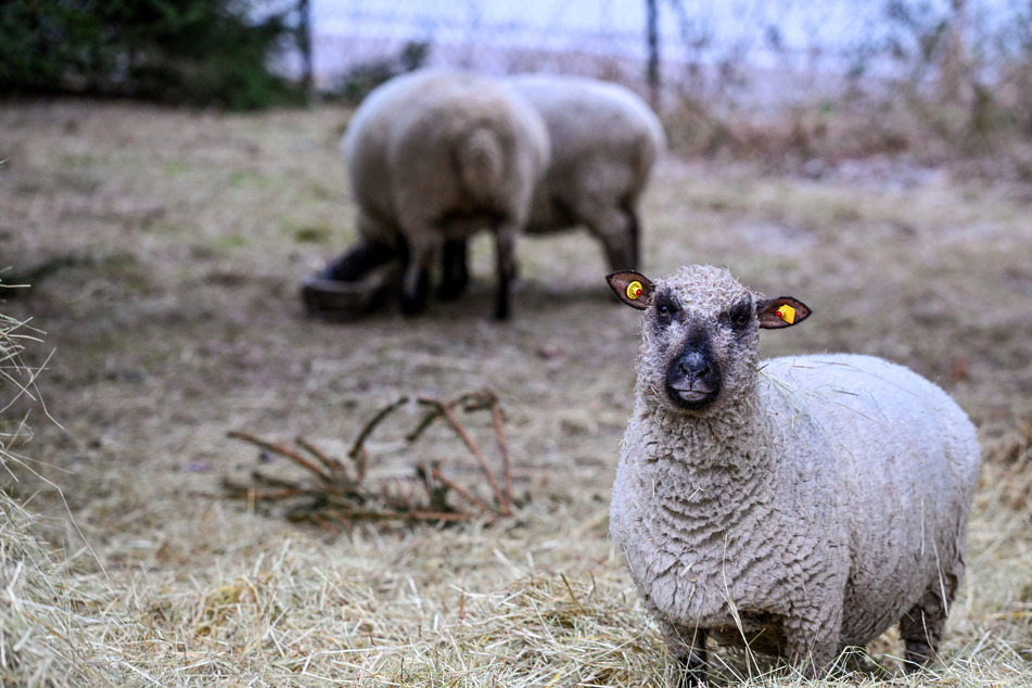 Die firmeneigenen Shropshire-Schafe sind genügsame Tiere, brauchen im Winter aber auch ihr Heu.