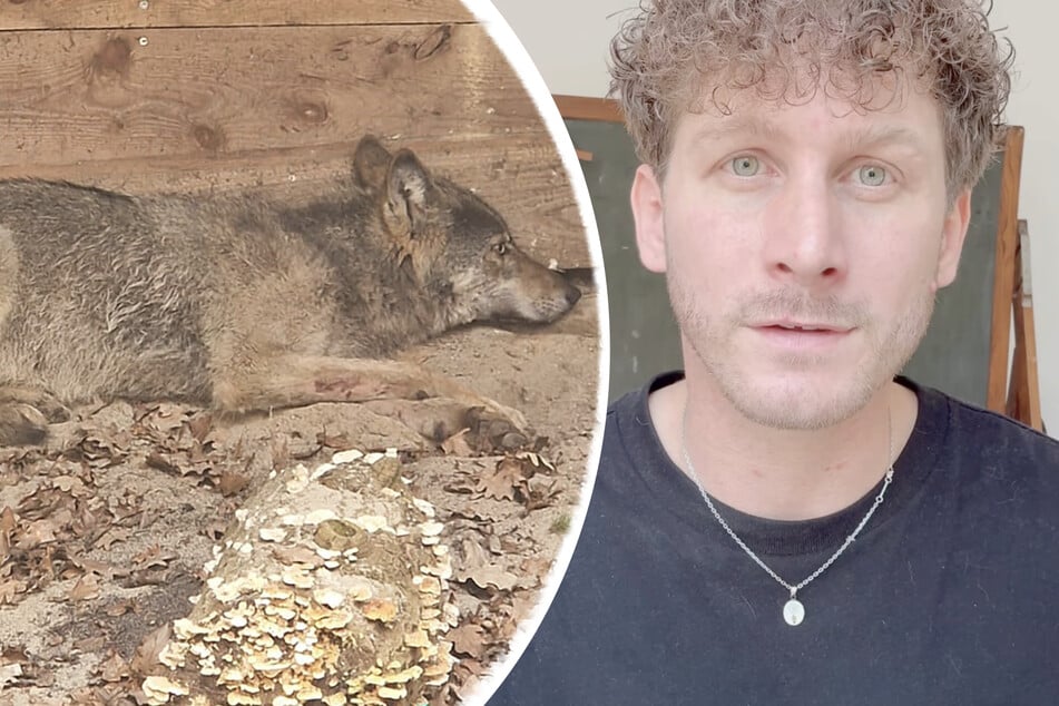 Malte Zierden: "Kein Monster": Malte Zierden kämpft gegen Todesurteil für Hamburg-Wolf