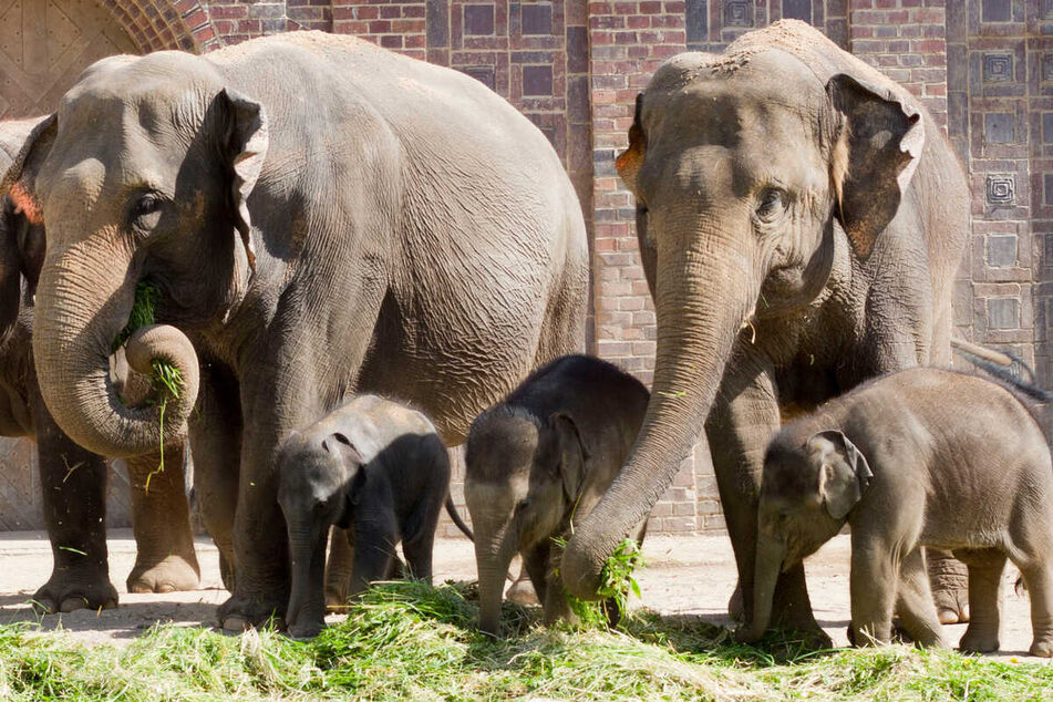 "Elefant, Tiger & Co." verrät: So läuft es derzeit bei Kewa und ihrem Töchterchen