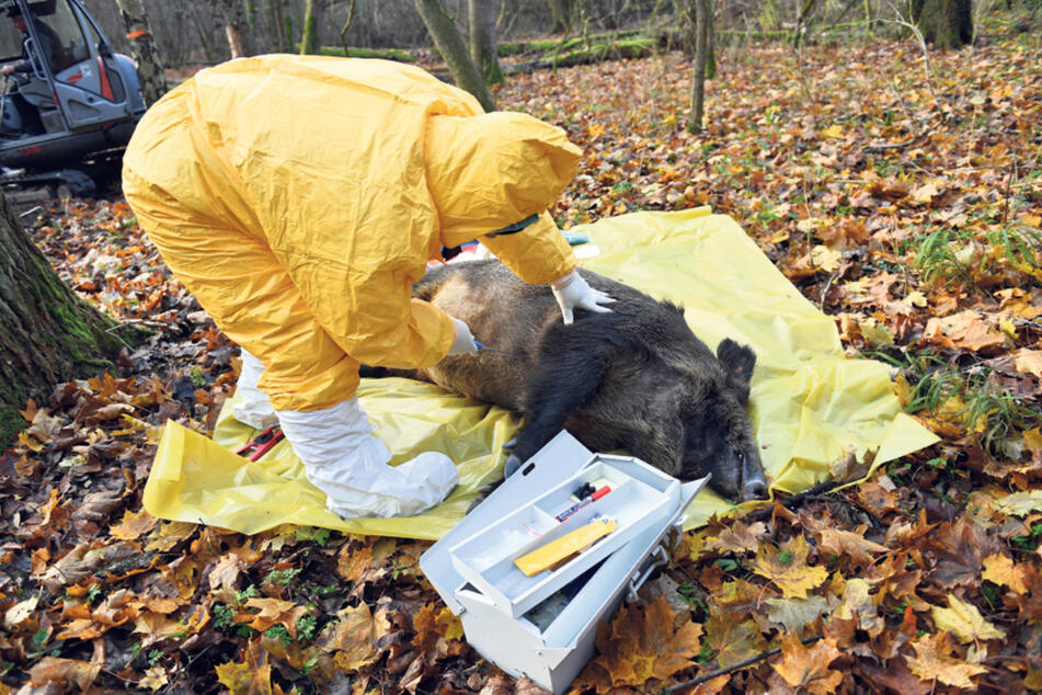 Die Zahl der positiv auf ASP getesteten Wildschweine steigt.