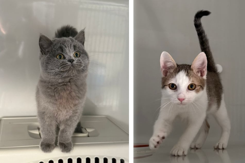 Zwei Kätzchen suchen dringend ein neues Zuhause.
