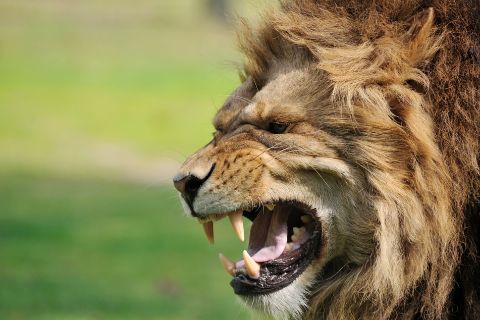 The owner of a private zoo in the European country of Slovakia was mauled to death by a lion while feeding his animals.