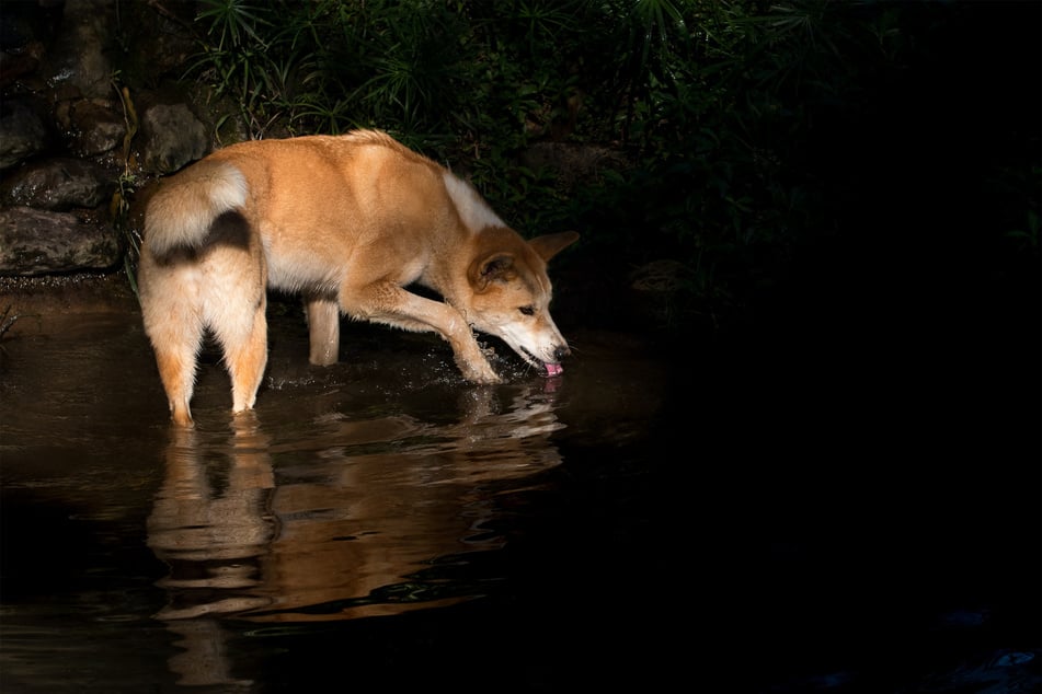 Dingoes aren't as dangerous as coyotes, but they're much cooler!