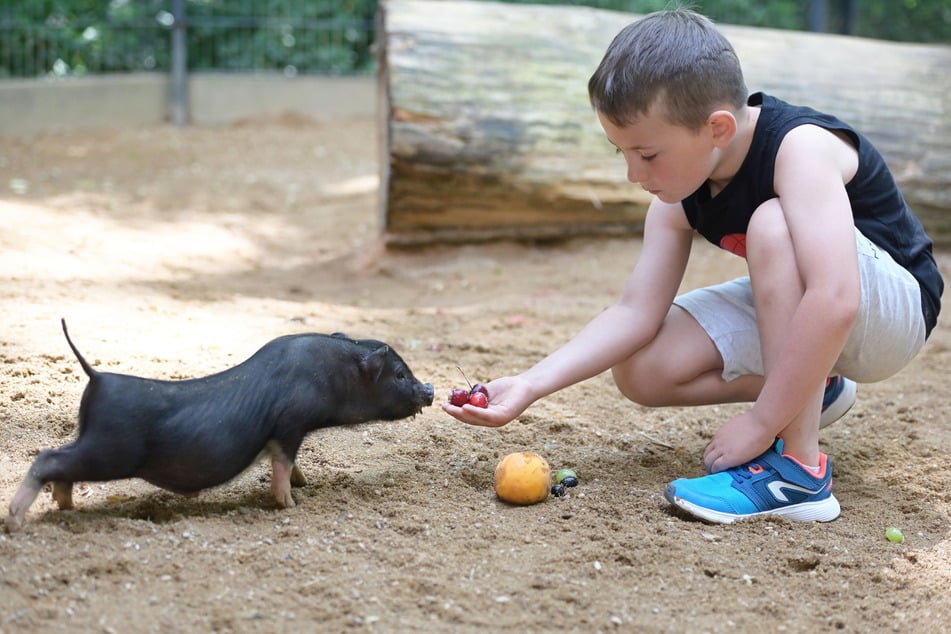 Der kleine Levi Tom (8) füttert ein Minischwein.