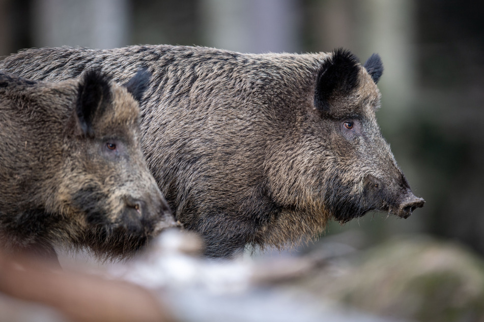 Zwei Wildschweine beobachten die Umgebung (Symbolbild).
