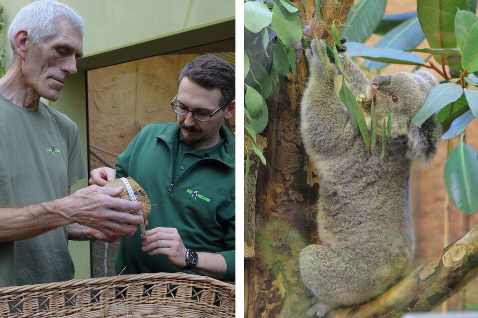 Das große Zählen im Zoo: Koala, Gürteltier & Co.
