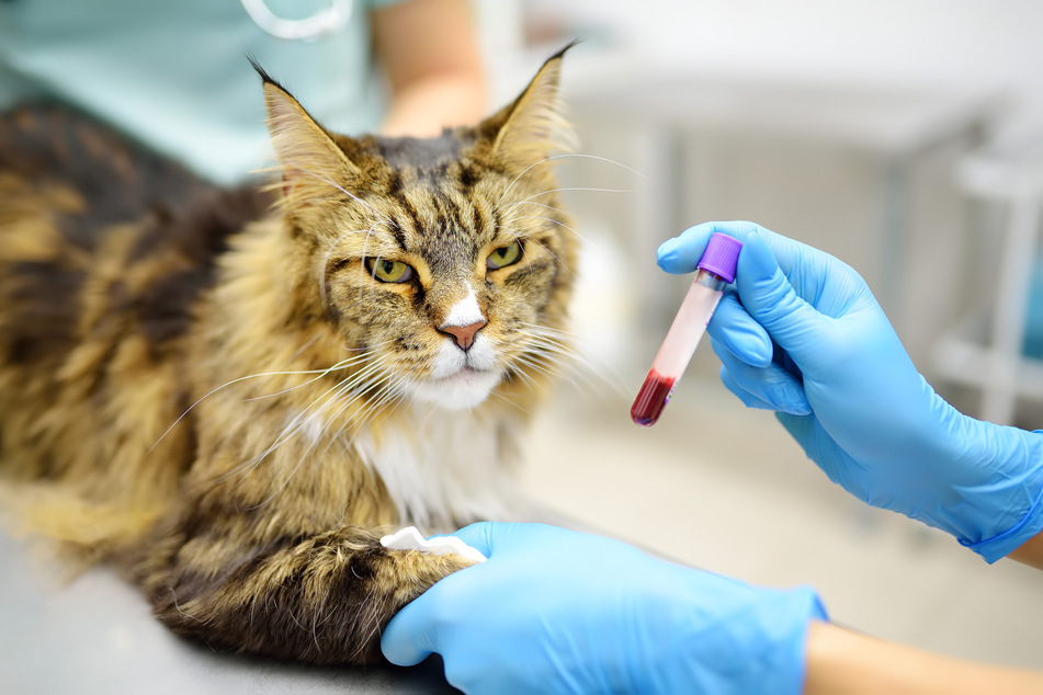 Ein Blutbild beim Tierarzt kann Aufschluss darüber geben, ob eine Katze krank ist.