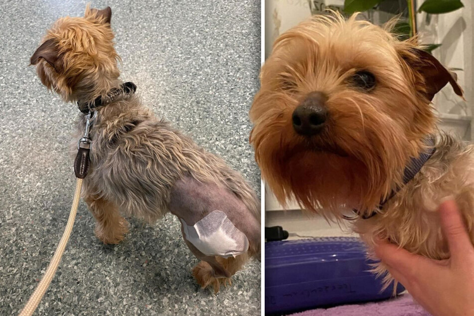 Hund macht in nur einer Woche enorme Verwandlung durch: "Martin ist wirklich tapfer"