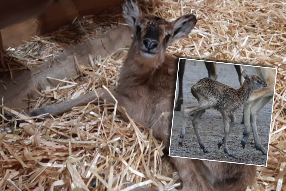 Echt kölsches Jungtier im Zoo geboren: Kleine Antilope erblickt das Licht der Welt