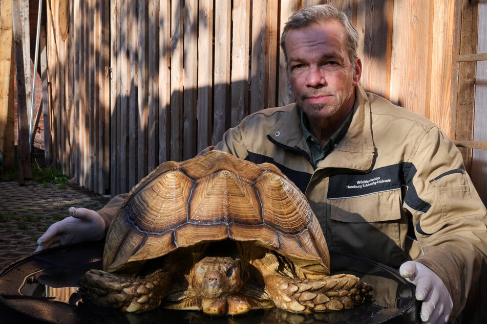 Christian Erdmann, Leiter des Wildtier- und Artenschutzzentrum bei Elmshorn, kniet neben einer toten Riesenschildkröte.