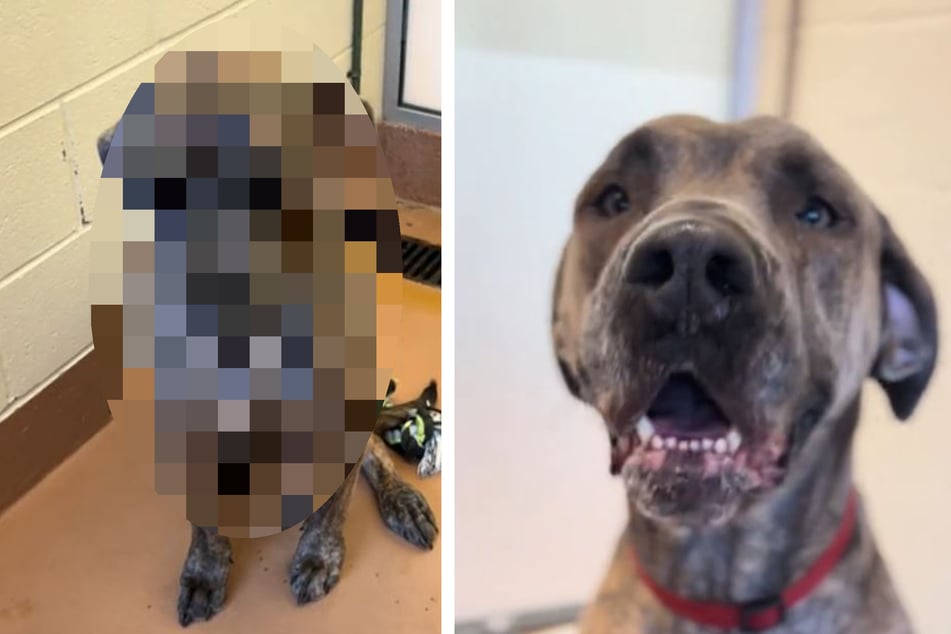 Tierheim zeigt Hund an seinem ersten Tag: Wie er ein Jahr später aussieht, rührt viele zu Tränen