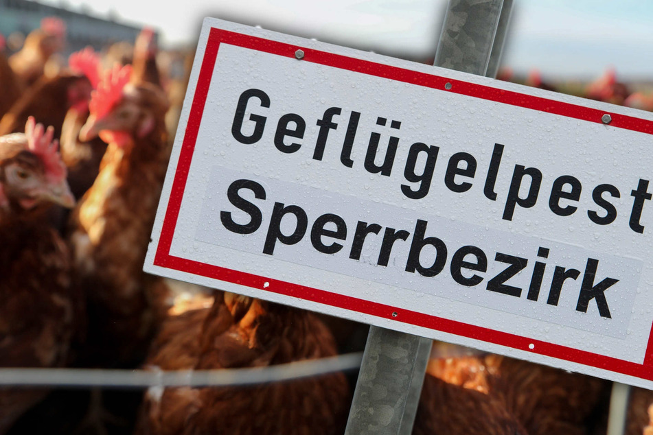 Kontrollen werden intensiviert: NRW wappnet sich gegen Ausbreitung der Geflügelpest