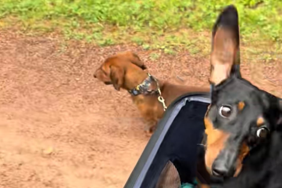 Obwohl der Hund sich nicht mehr komplett bewegen kann, hat er seine optimistische Einstellung nicht aufgegeben.