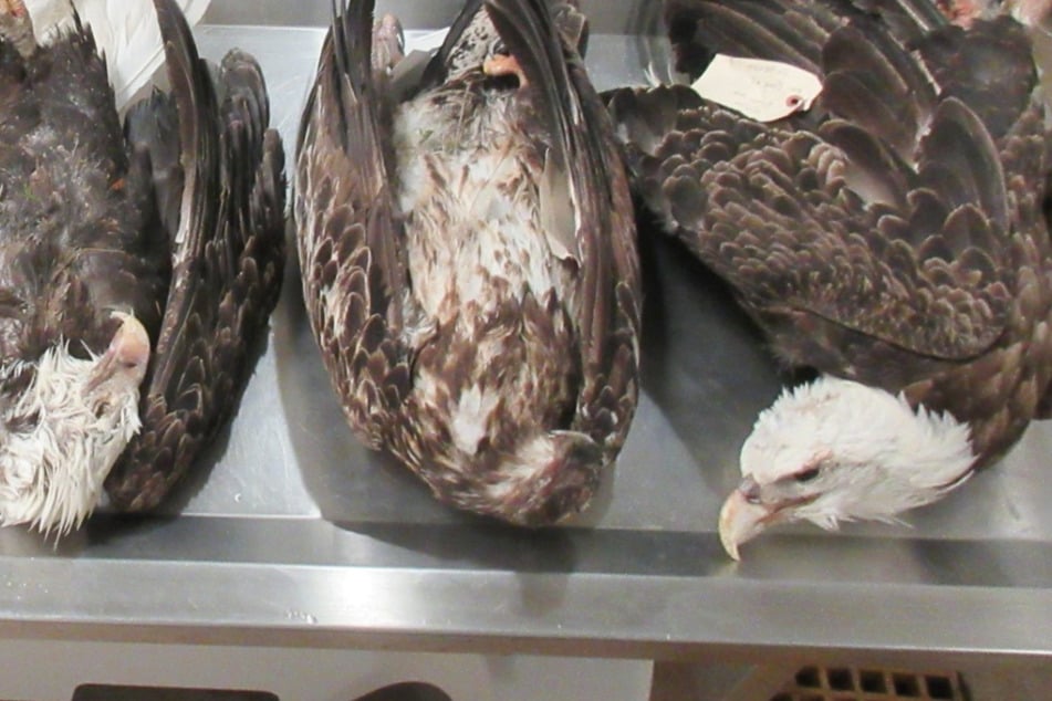 A foul play investigation is afoot after five bald eagles were found dead in the same area of Michigan.