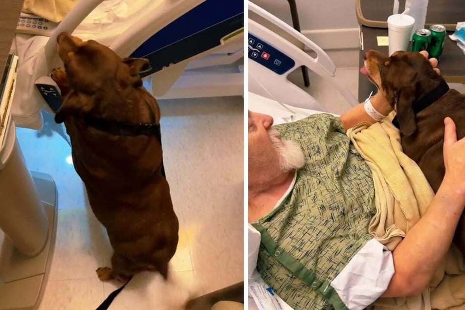 A sweet dachshund mix named Shorty has been struggling without her owner, who is currently hospitalized. Thankfully, their family has found way to reunite them!