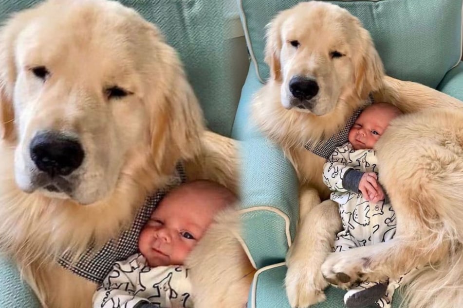 Golden retriever is the perfect pillow for its baby buddy