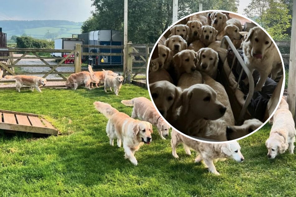 "Disneyland para perros" resulta ser una pesadilla