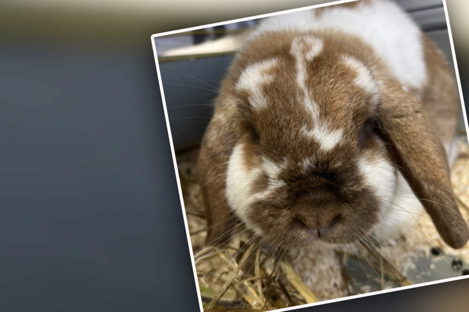 Kaninchen findet neues Zuhause: Doch dann treffen neue Besitzer traurige Entscheidung