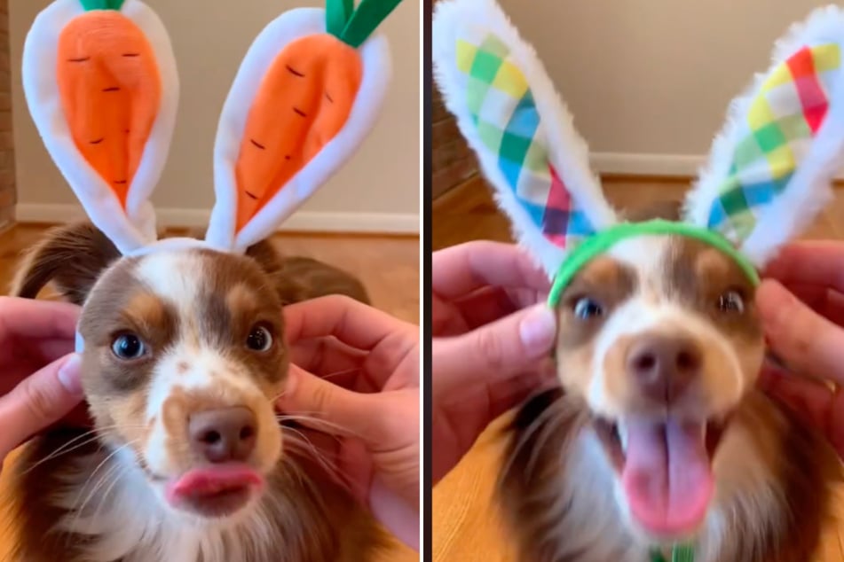 Ember the dog is very ready to celebrate Easter!