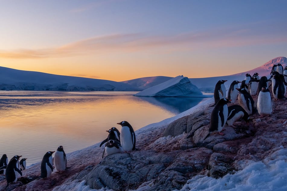 Es werden Nester und Eier der Eselspinguine gezählt.