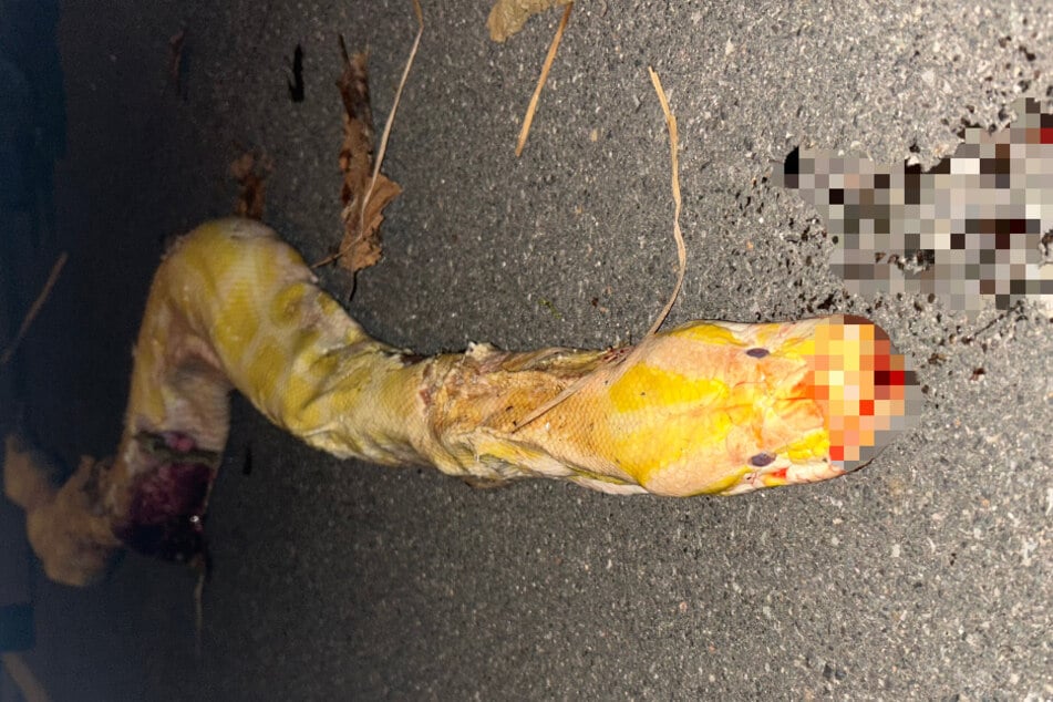 Würgeschlangen-Fund schockiert Tierschützer: Woher kommt der 3,60 Meter lange Python?