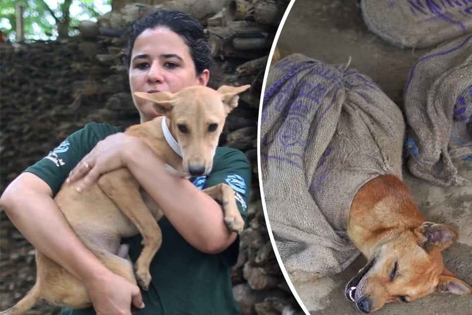 Gefangen in Säcken: Dutzende Hunde aus illegalem Fleischhandel gerettet
