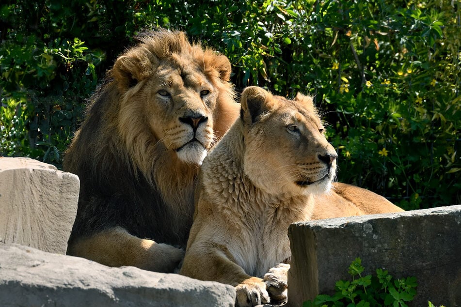 Löwenmama Gina und Kater Navin haben ihren Nachwuchs verstoßen, was den Kölner Zoo dazu veranlasste, die Löwenbabys einzuschläfern.