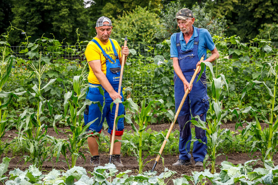 Die Langzeitarbeitslosen Uwe (44, l.) und Manfred (63) kümmern sich um Mais und Kohlrabi.