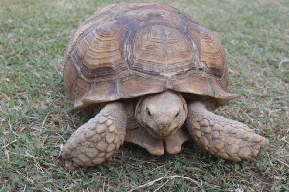 Die Schildkröte entwischte ihren Besitzern (Symbolfoto)