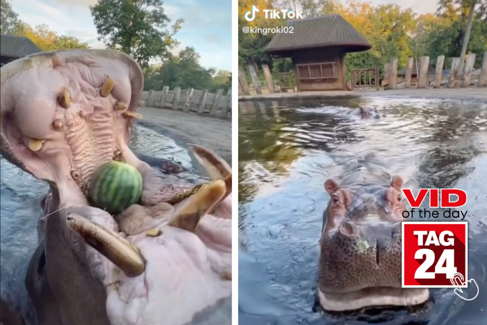 Today's Viral Video of the Day features more than one hungry, hungry hippo!