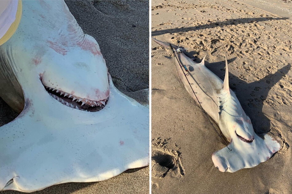 Der 3,30 Meter lange Hammerhai wurde an einem Strand in Florida entdeckt.