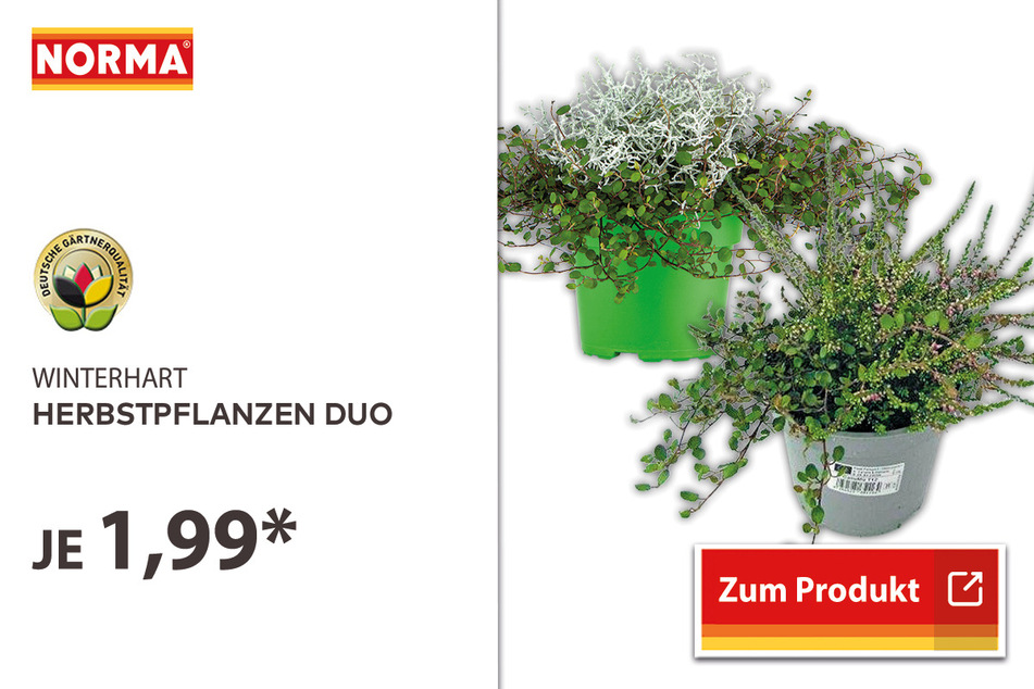 Herbstpflanzen Duo für 1,99 Euro