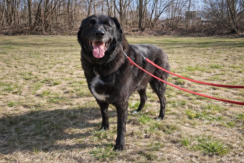 Leopold je velmi klidný pes a mohl by se přestěhovat k rodině s klidnými dětmi.