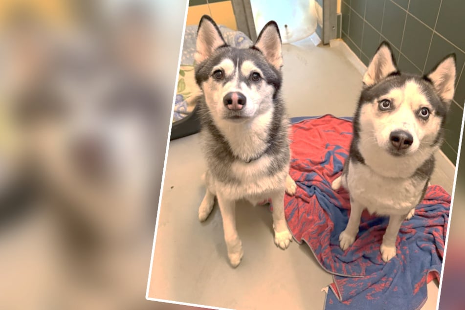 Tierretter sahen ihre Leben in Gefahr, jetzt suchen sie nach Happy End