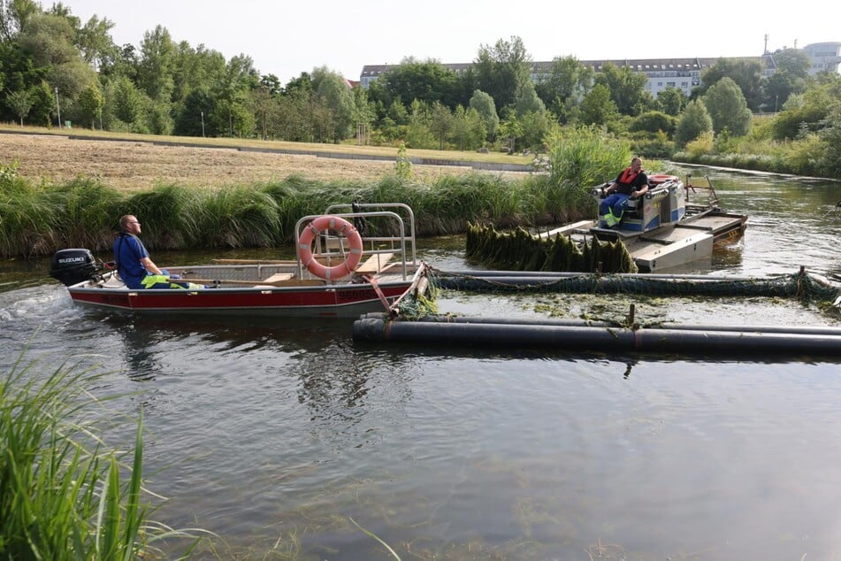 Seit Dienstag laufen wieder die Mäharbeiten auf dem Karl-Heine-Kanal. Sechs Mitarbeiter sind dafür mit mehreren Booten sowie Baggern und Lastern im Einsatz.