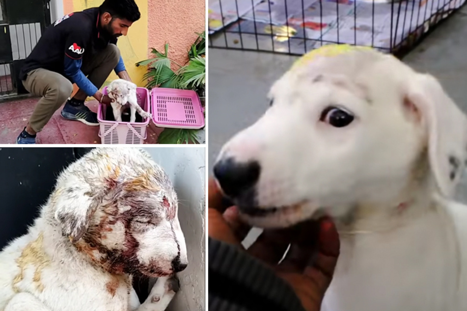 An injured puppy gets the makeover of a lifetime – you'll hardly recognize the dog now!